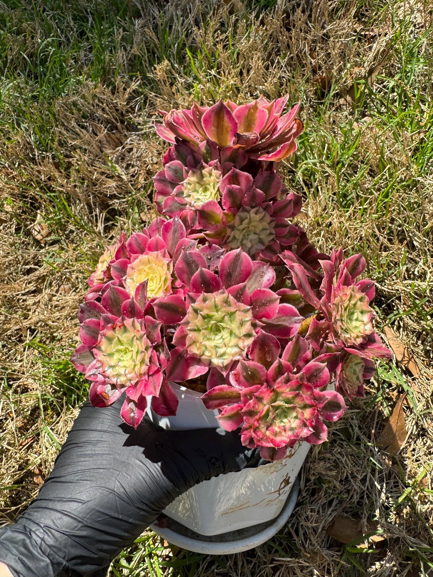 NEW! ‘Aeonium Zwartkin’ with White variegated , 6inches