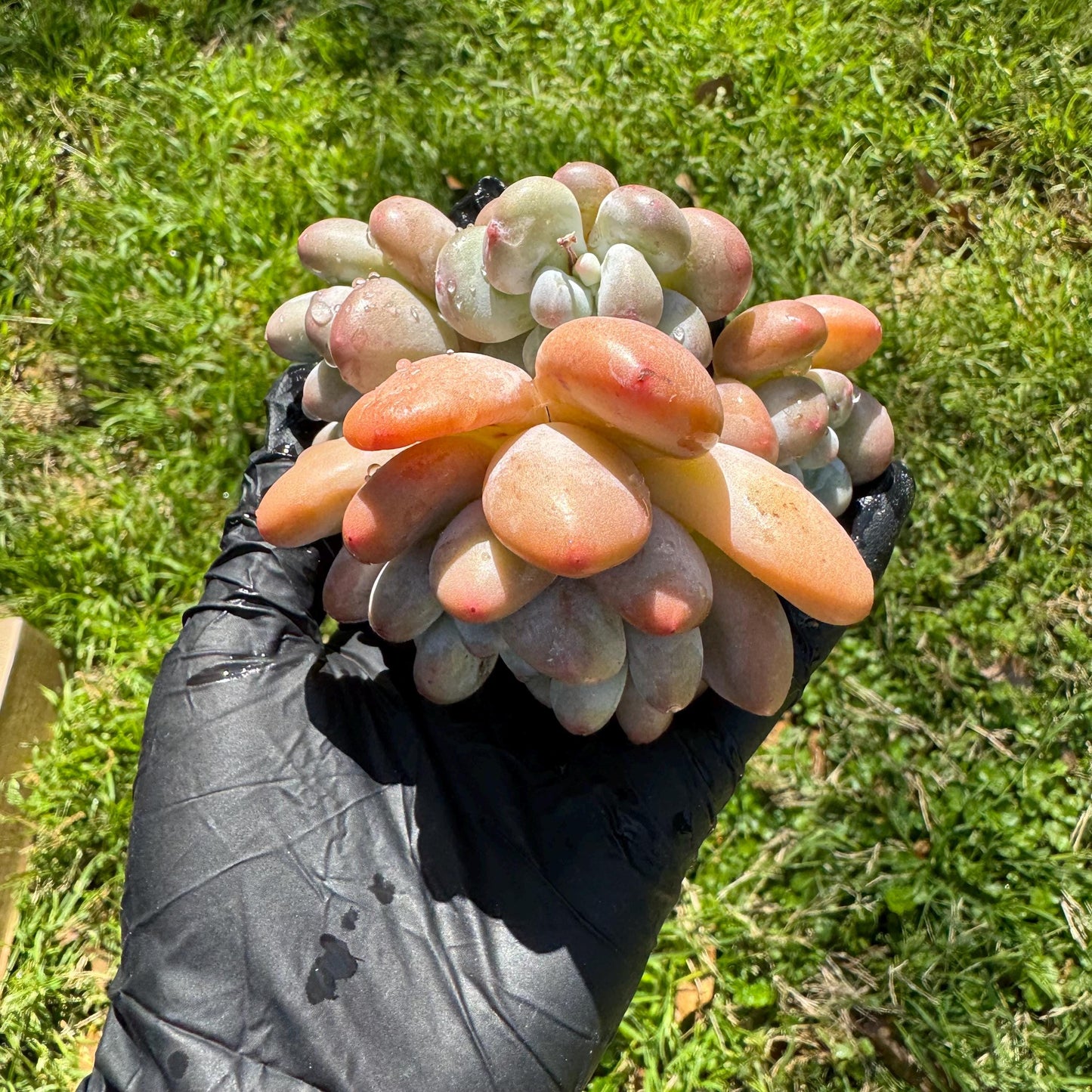 Rare succulents, Pachyveria 'Elaine Reinelt' cluster, 3.6inches, 4heads