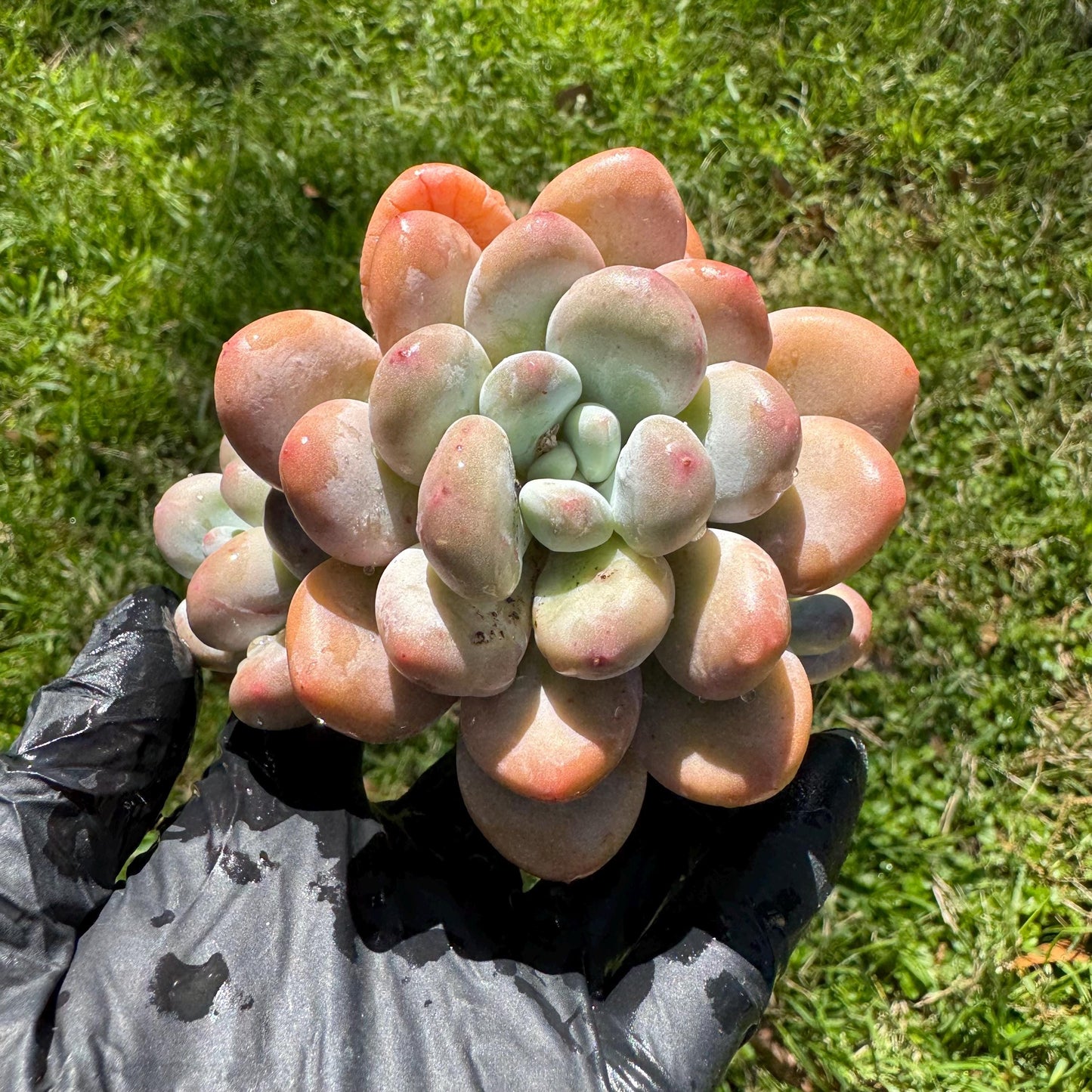 Rare succulents, Pachyveria 'Elaine Reinelt' cluster, 3.6inches, 4heads