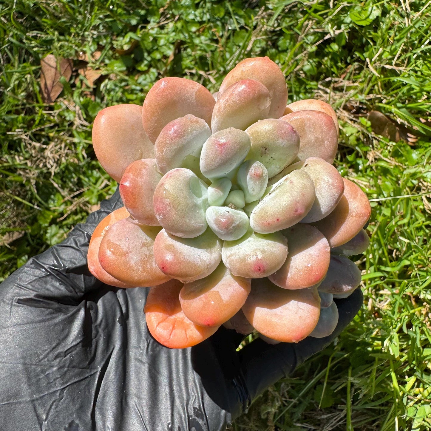 Rare succulents, Pachyveria 'Elaine Reinelt' cluster, 3.6inches, 4heads