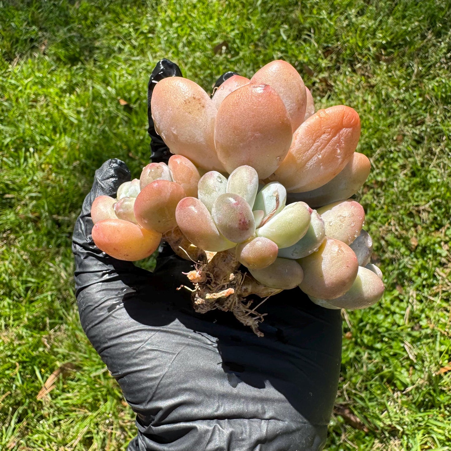 Rare succulents, Pachyveria 'Elaine Reinelt' cluster, 3.6inches, 4heads