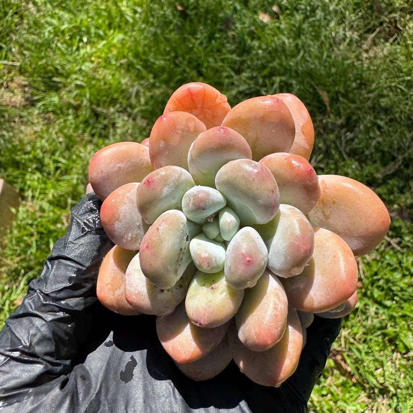 Rare succulents, Pachyveria 'Elaine Reinelt' cluster, 3.6inches, 4heads