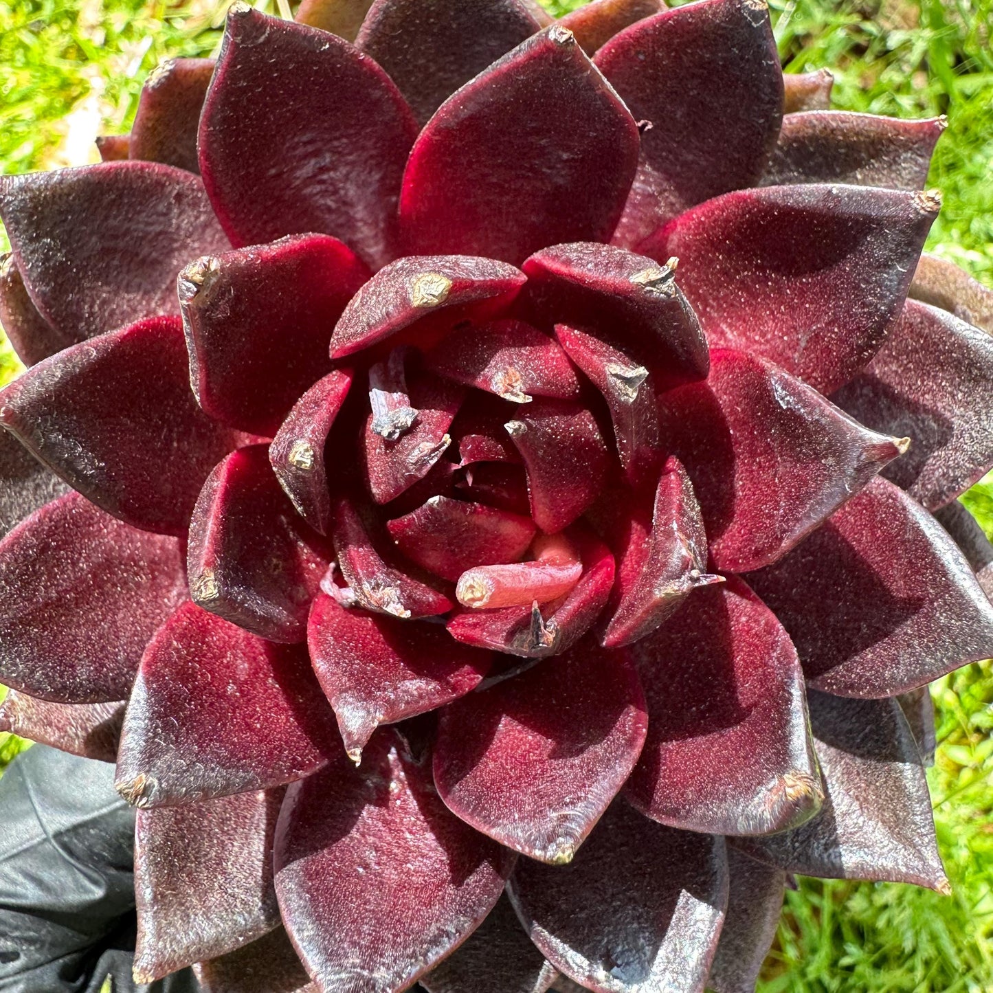 New rare succulents , Echeveri 'black fox’ , 3.2inches
