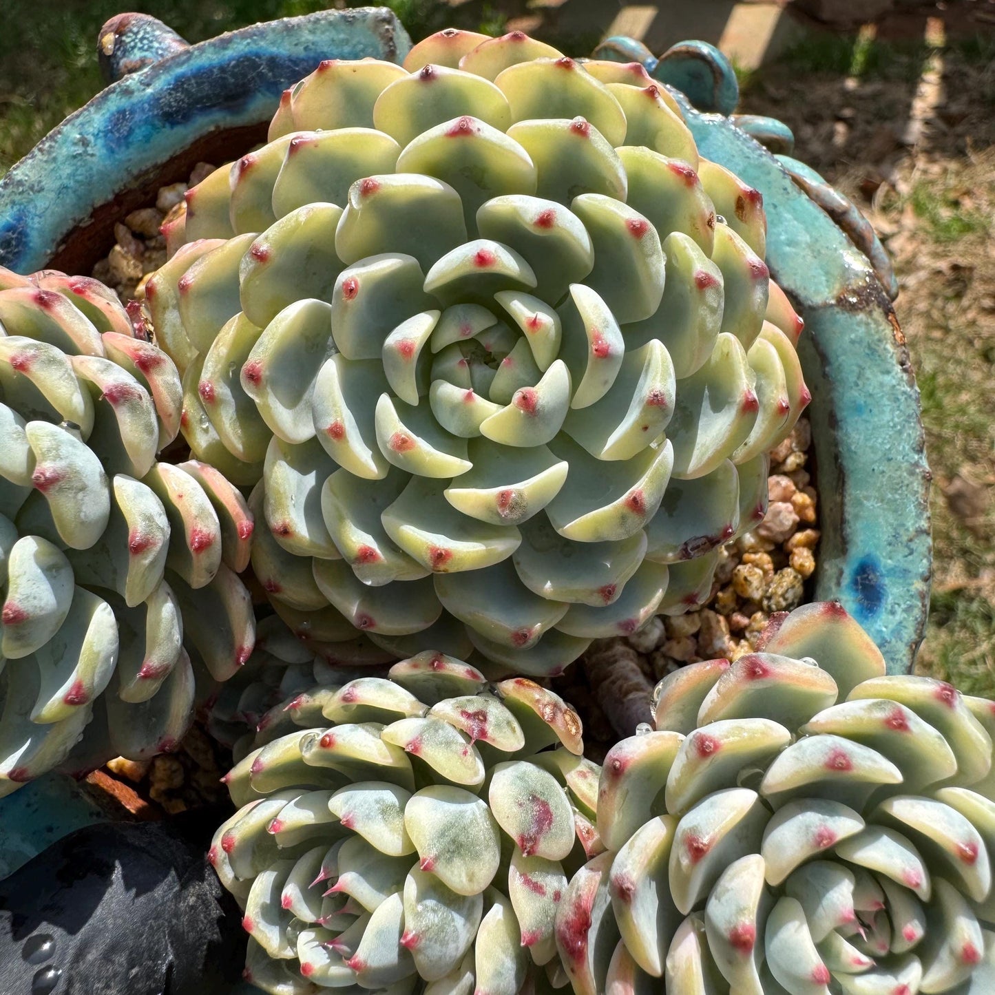 Rare succulents, Echeveria 'Minima variegated' cluster, 3.7inches