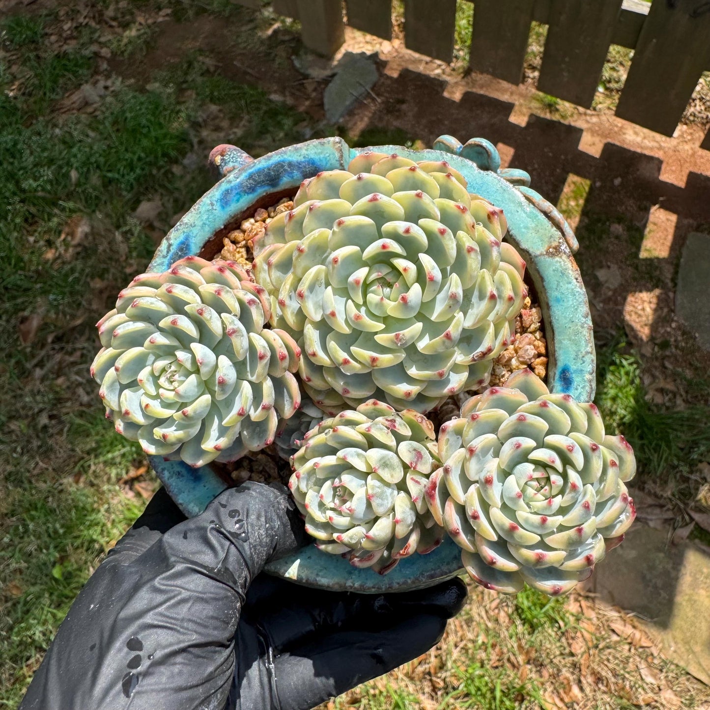 Rare succulents, Echeveria 'Minima variegated' cluster, 3.7inches