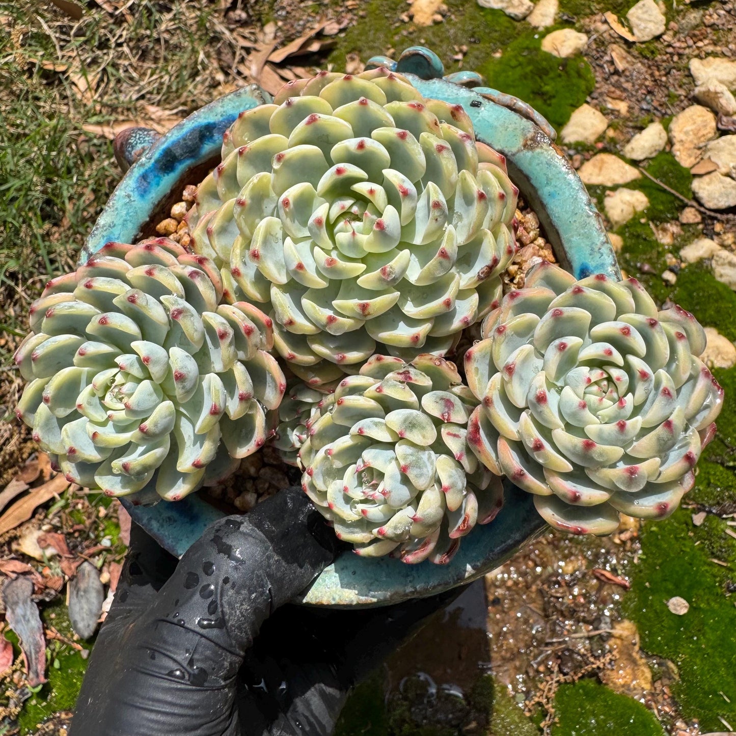 Rare succulents, Echeveria 'Minima variegated' cluster, 3.7inches