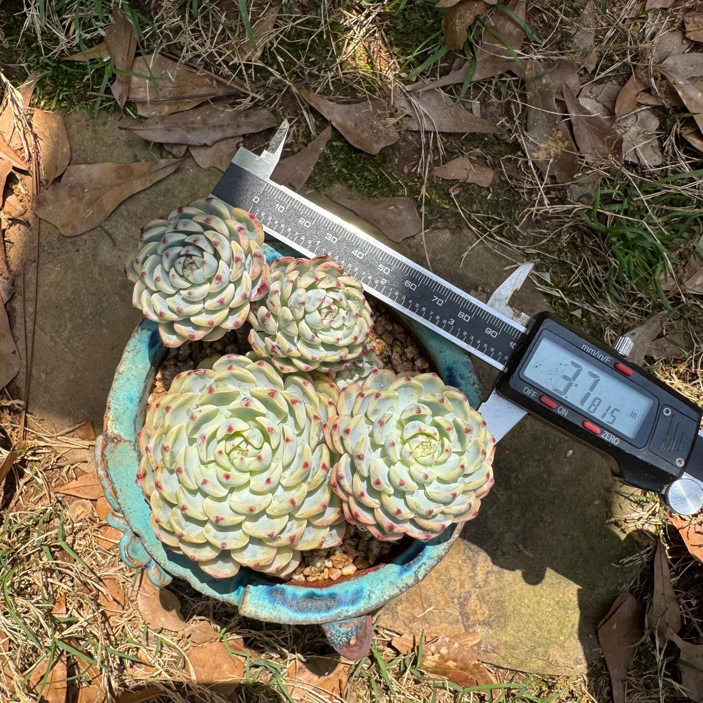 Rare succulents, Echeveria 'Minima variegated' cluster, 3.7inches