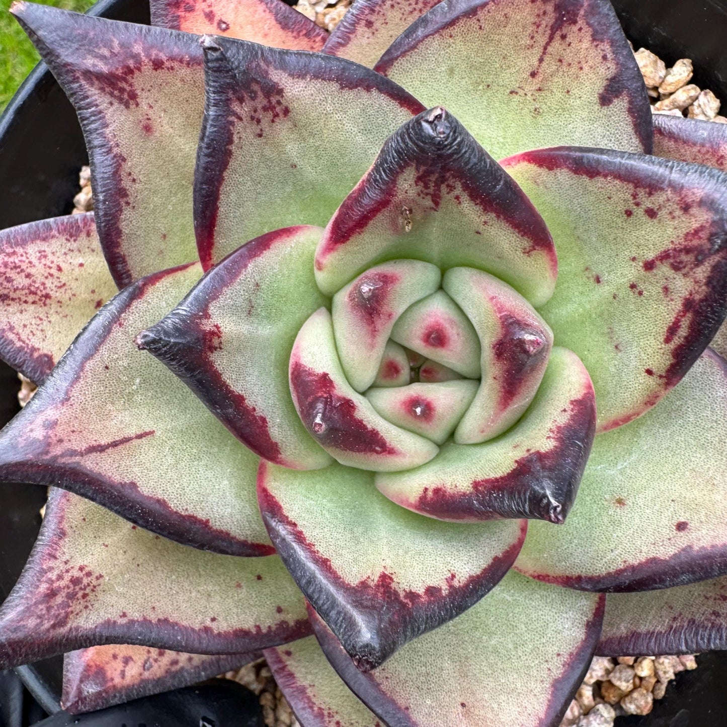 New succulents, Echeveri agavoides 'Ebony', 4.3inches