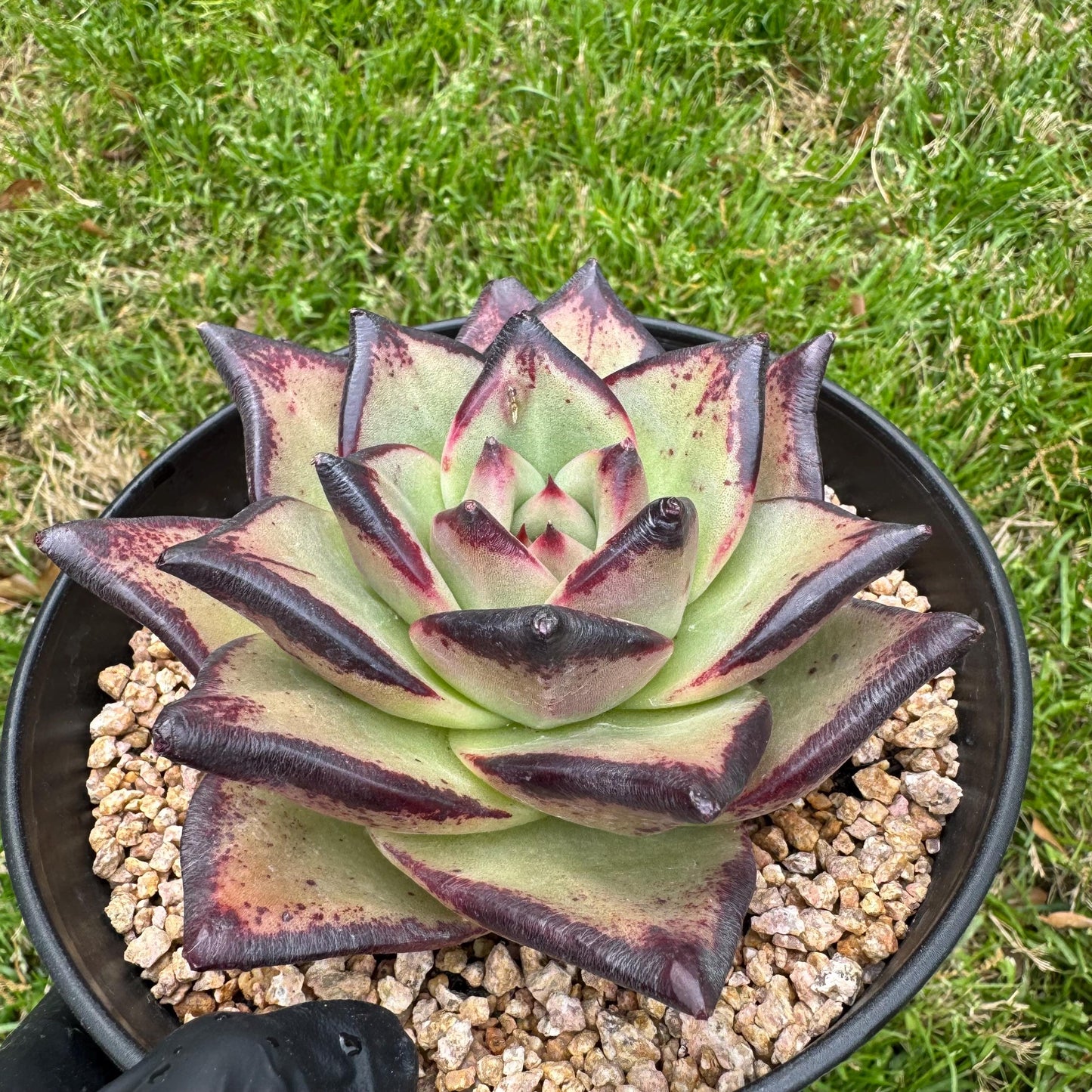 New succulents, Echeveri agavoides 'Ebony', 4.3inches