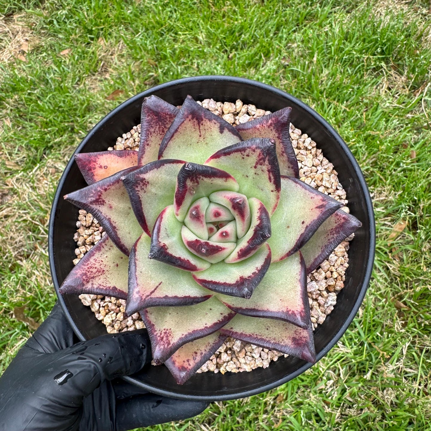New succulents, Echeveri agavoides 'Ebony', 4.3inches