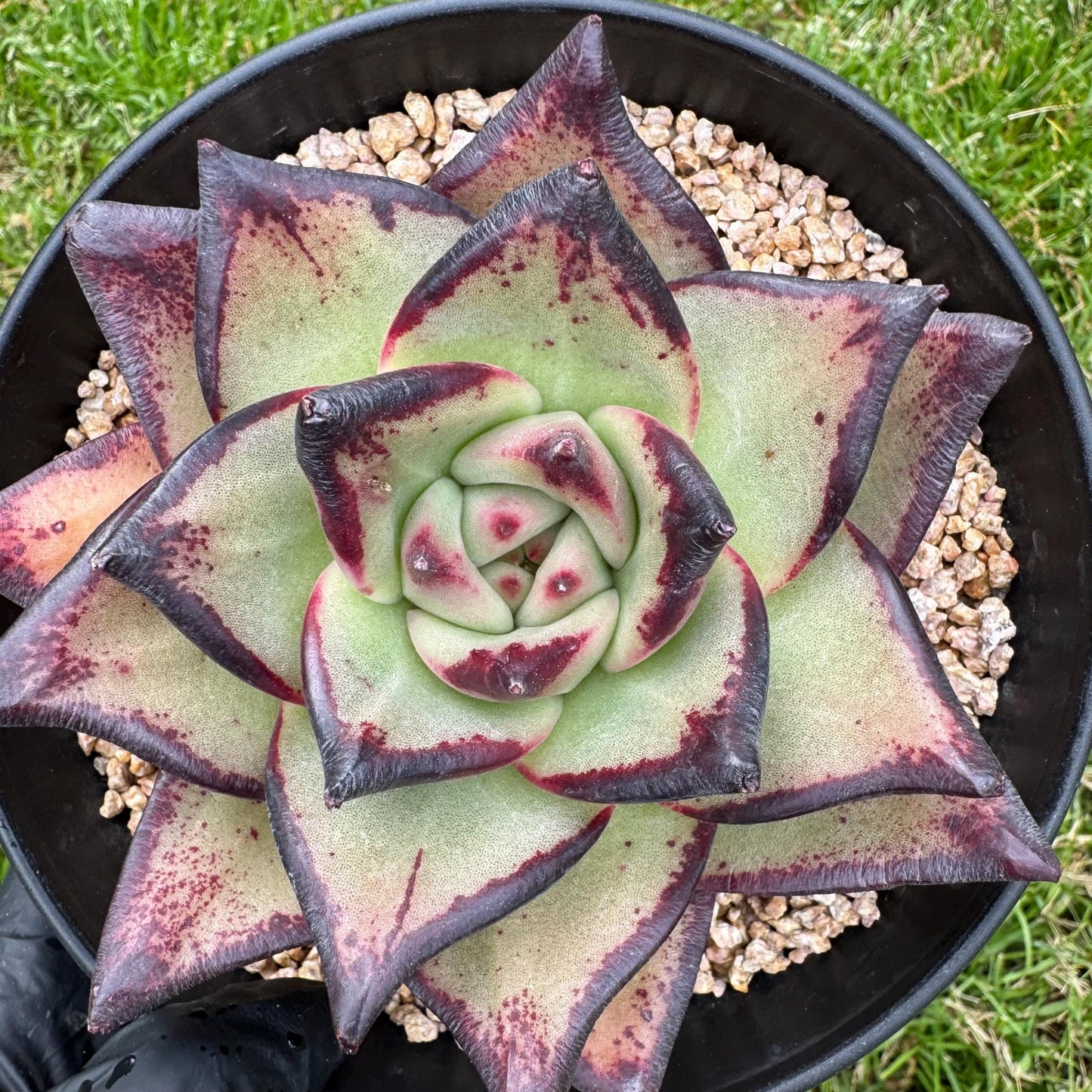 New succulents, Echeveri agavoides 'Ebony', 4.3inches
