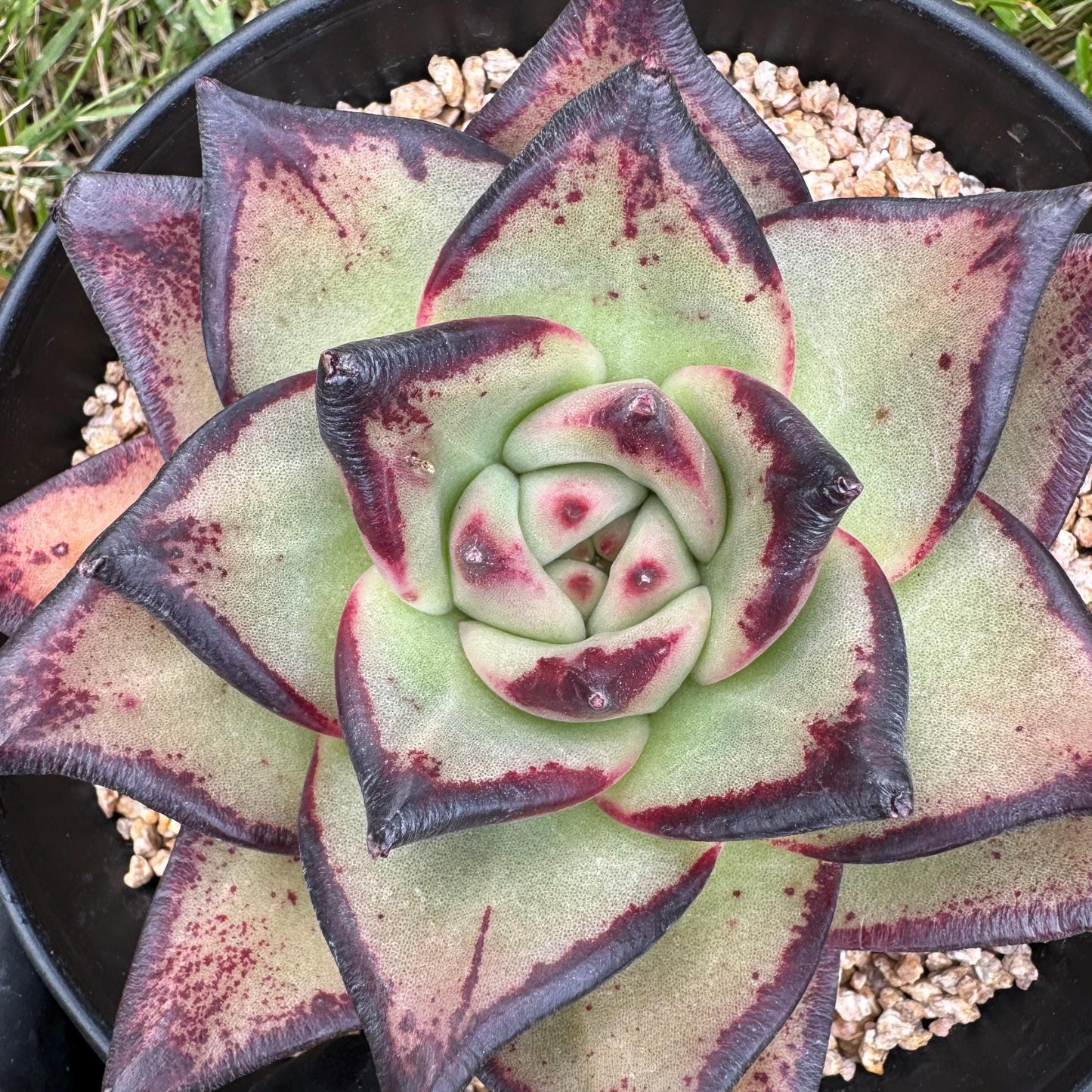 New succulents, Echeveri agavoides 'Ebony', 4.3inches