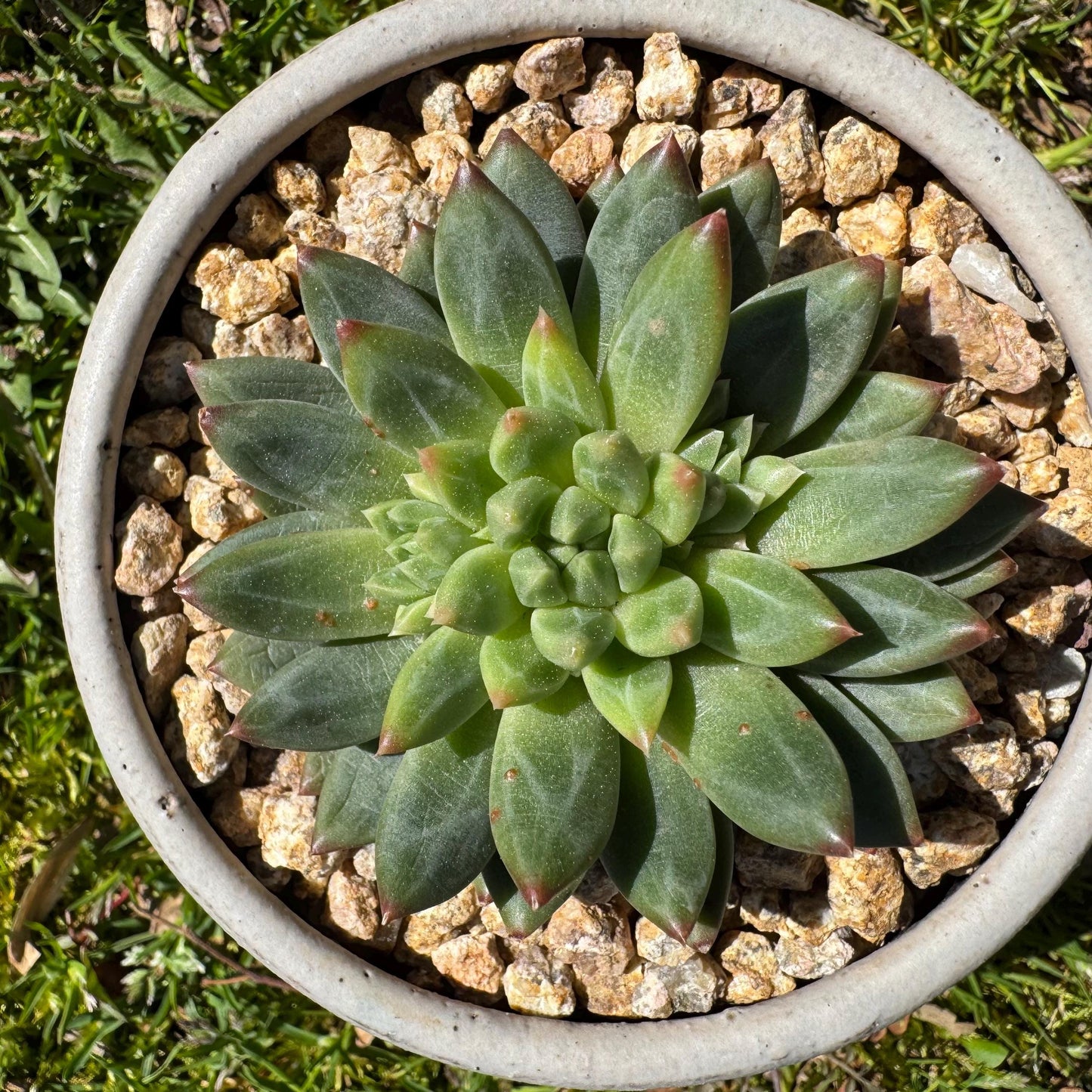 Rare succulents plants, Echeveri' oracle bone inscriptions ' , 2.4in