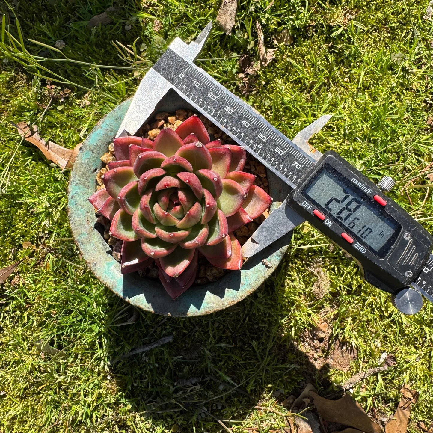 Rare succulents, Echeveria 'sword dance', 2.7inches,