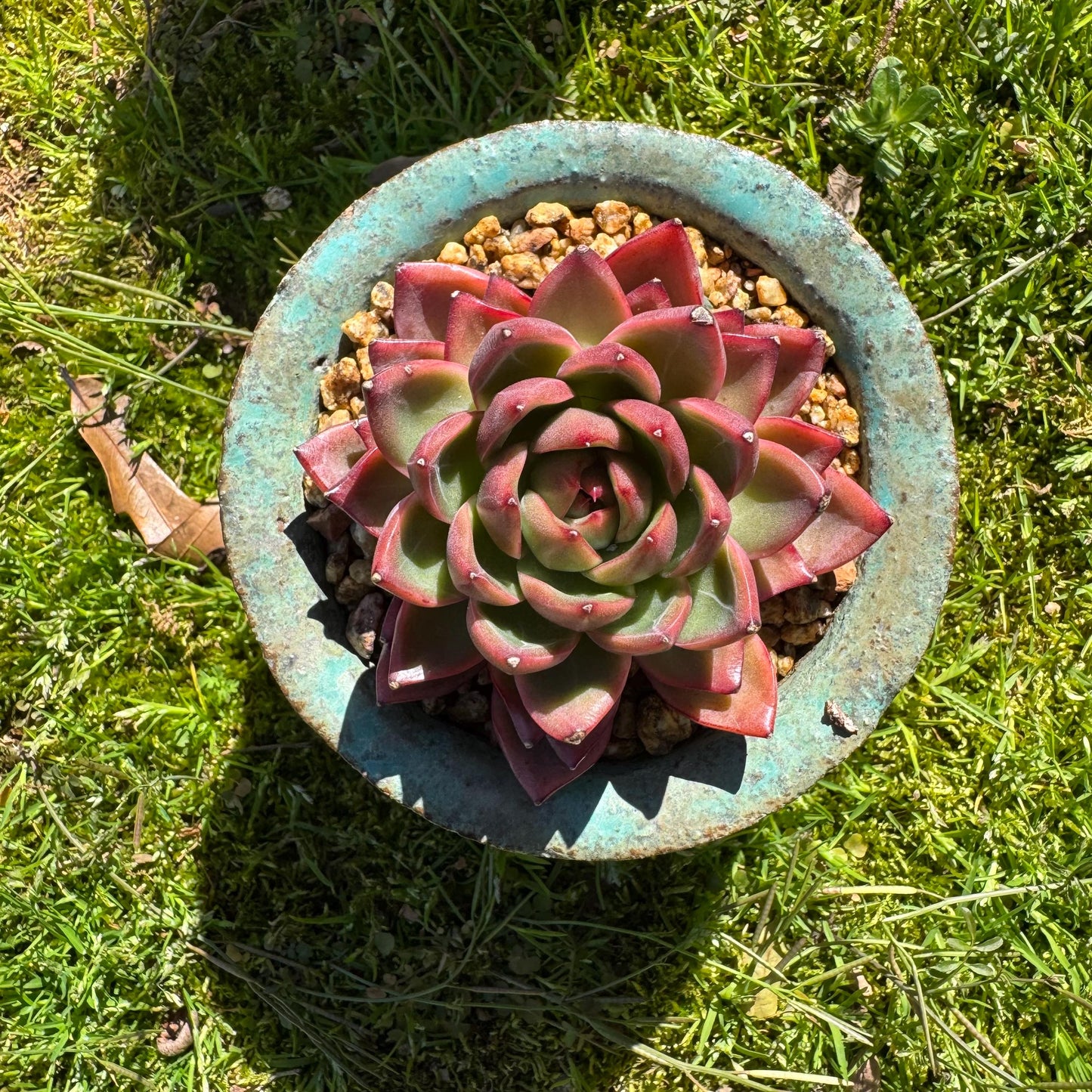 Rare succulents, Echeveria 'sword dance', 2.7inches,