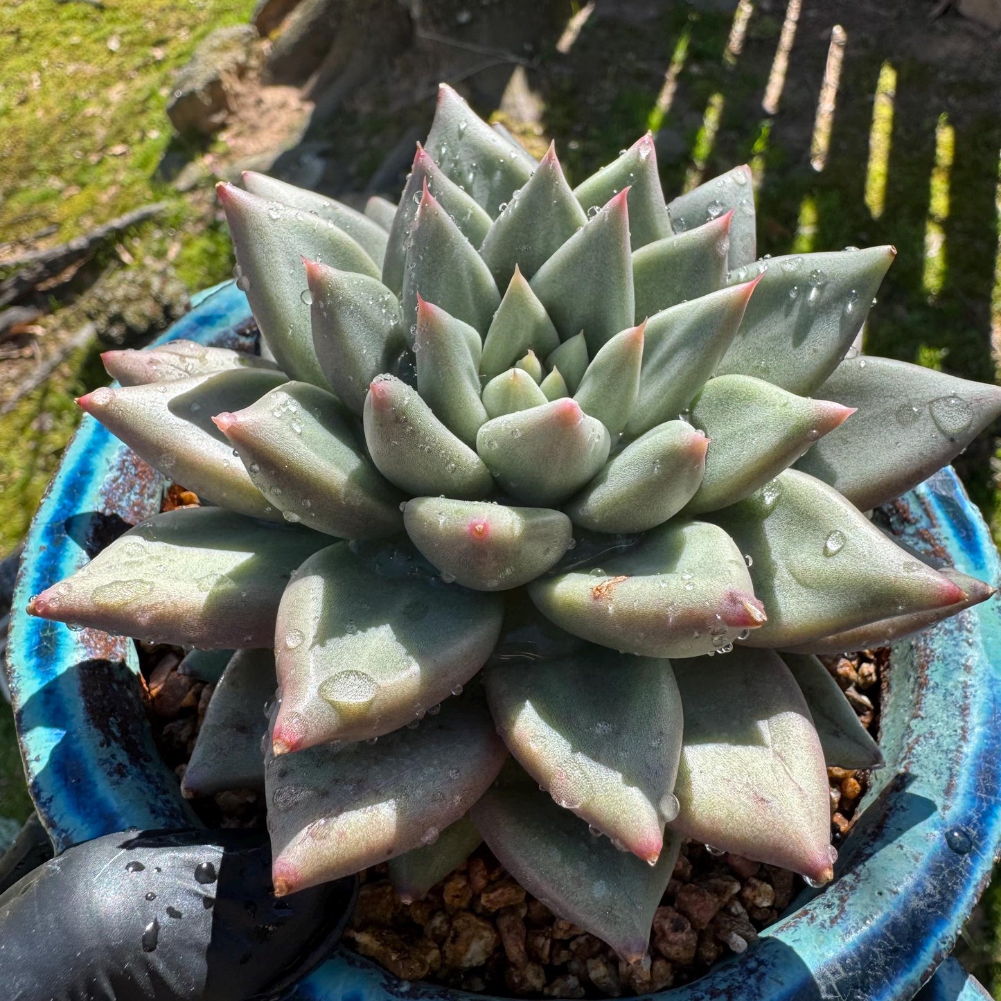 Rare succulents plants, Echeveria' agavoides hybrid variegated', 4.1inches