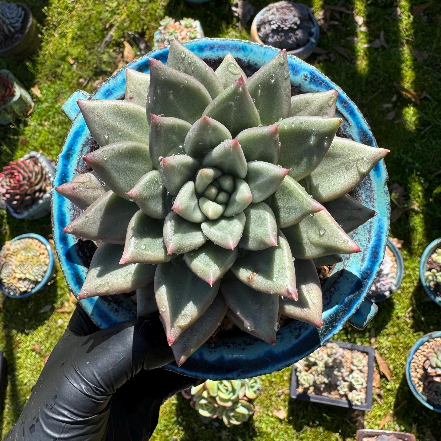 Rare succulents plants, Echeveria' agavoides hybrid variegated', 4.1inches