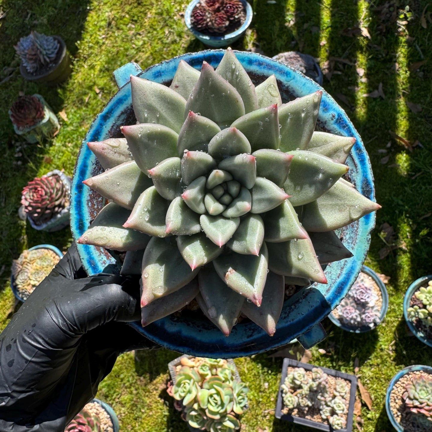 Rare succulents plants, Echeveria' agavoides hybrid variegated', 4.1inches