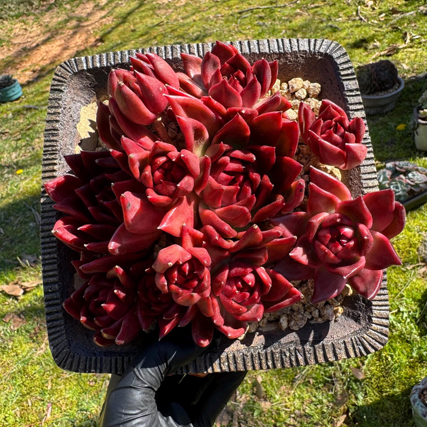 Rare succulents, Echeveria Agavoides 'Floriana' 5.7inches