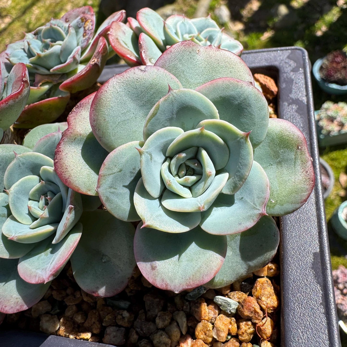 Rare succulents, Echeveria 'Atlantis' 'cluster, 4.8inches