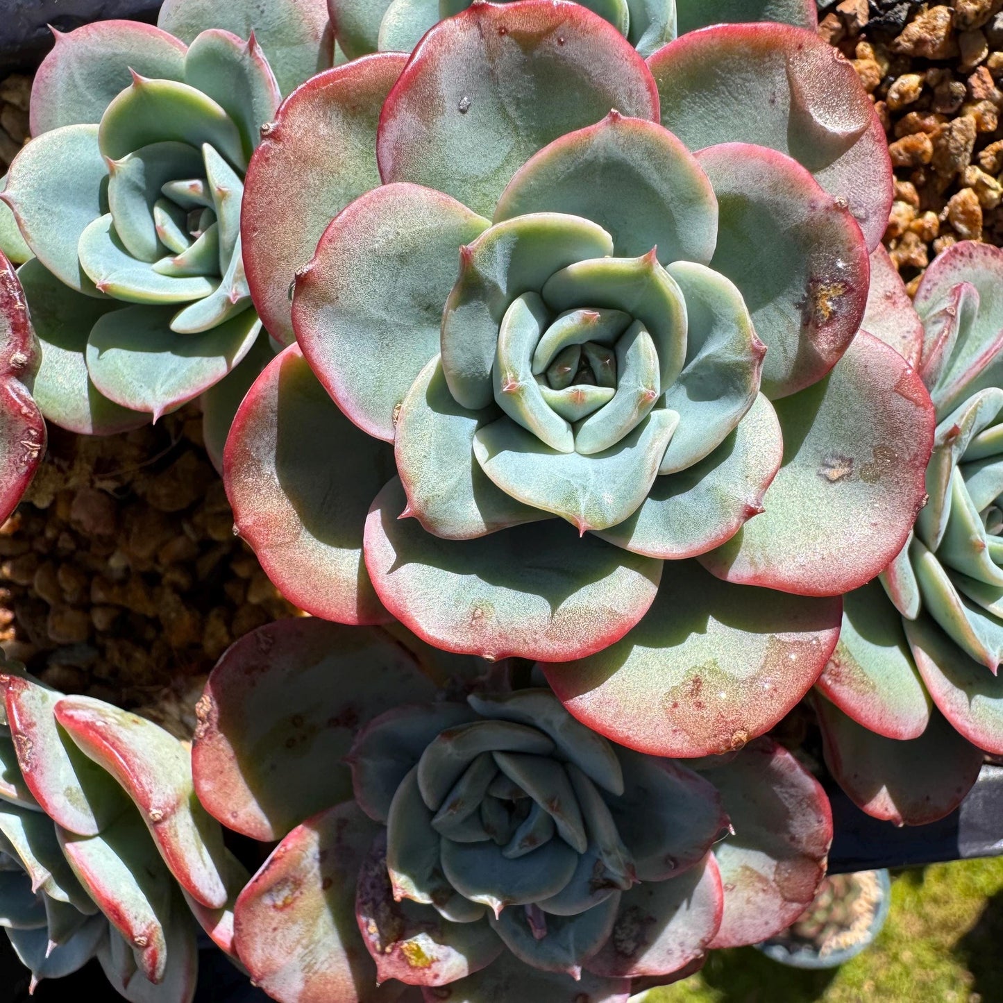 Rare succulents, Echeveria 'Atlantis' 'cluster, 4.8inches