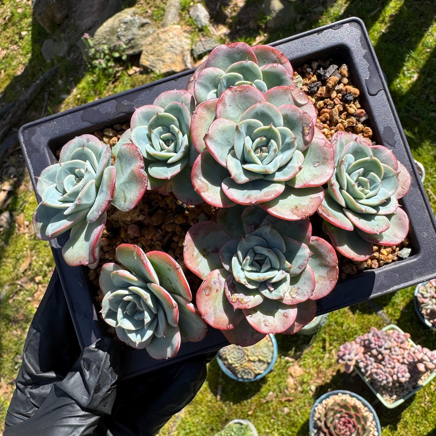 Rare succulents, Echeveria 'Atlantis' 'cluster, 4.8inches