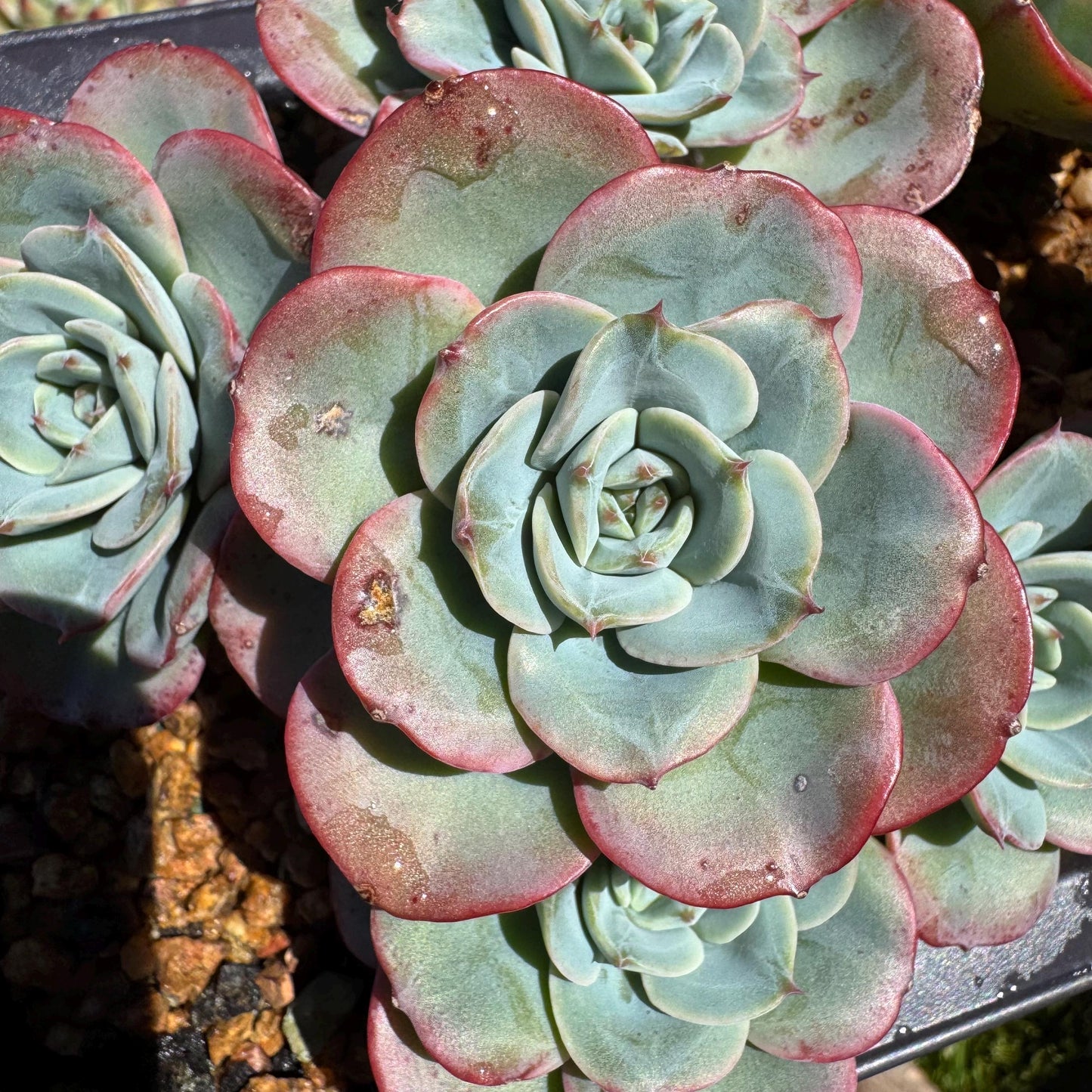 Rare succulents, Echeveria 'Atlantis' 'cluster, 4.8inches