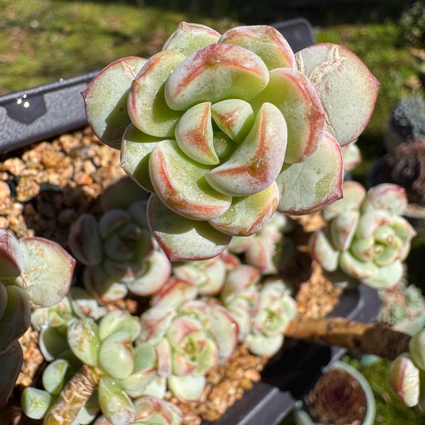 Rare succulents, Sedeveria 'Pudgye' cluster, 4.8inches