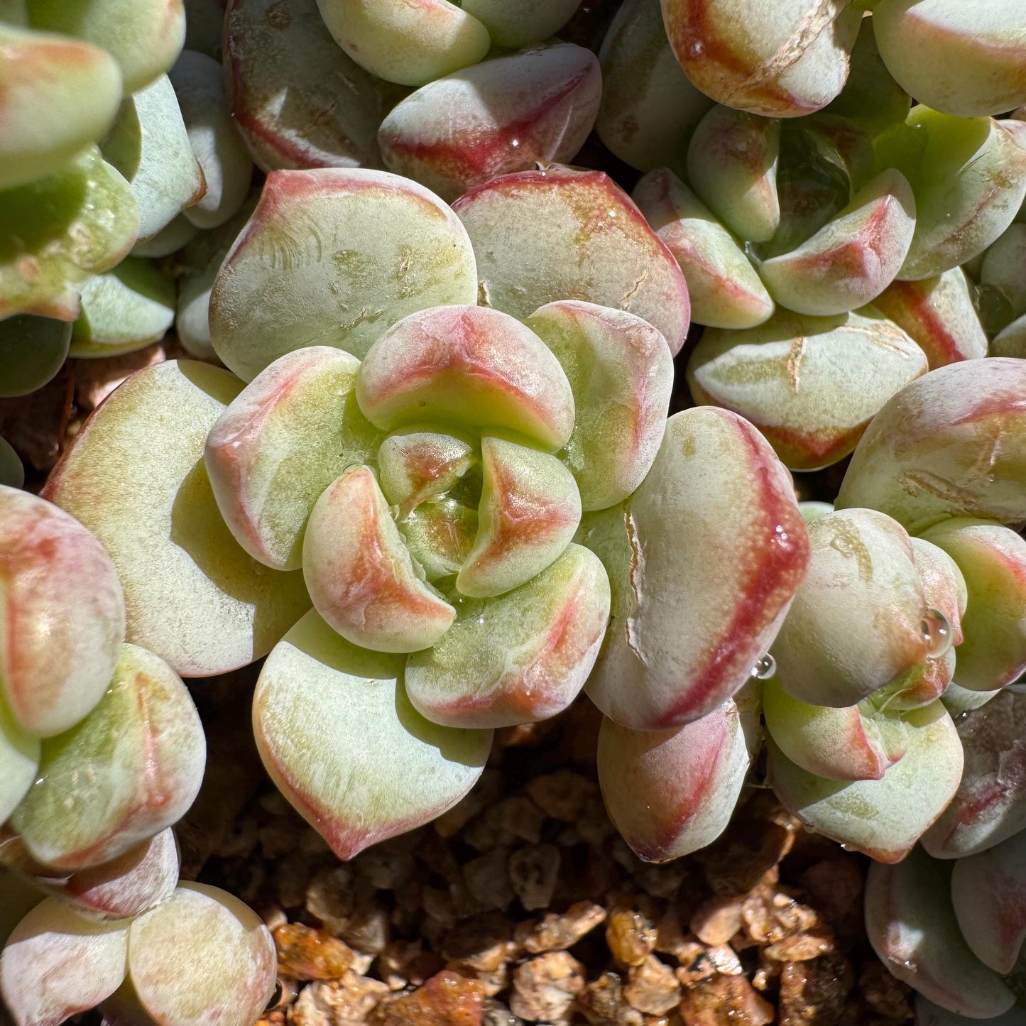 Rare succulents, Sedeveria 'Pudgye' cluster, 4.8inches