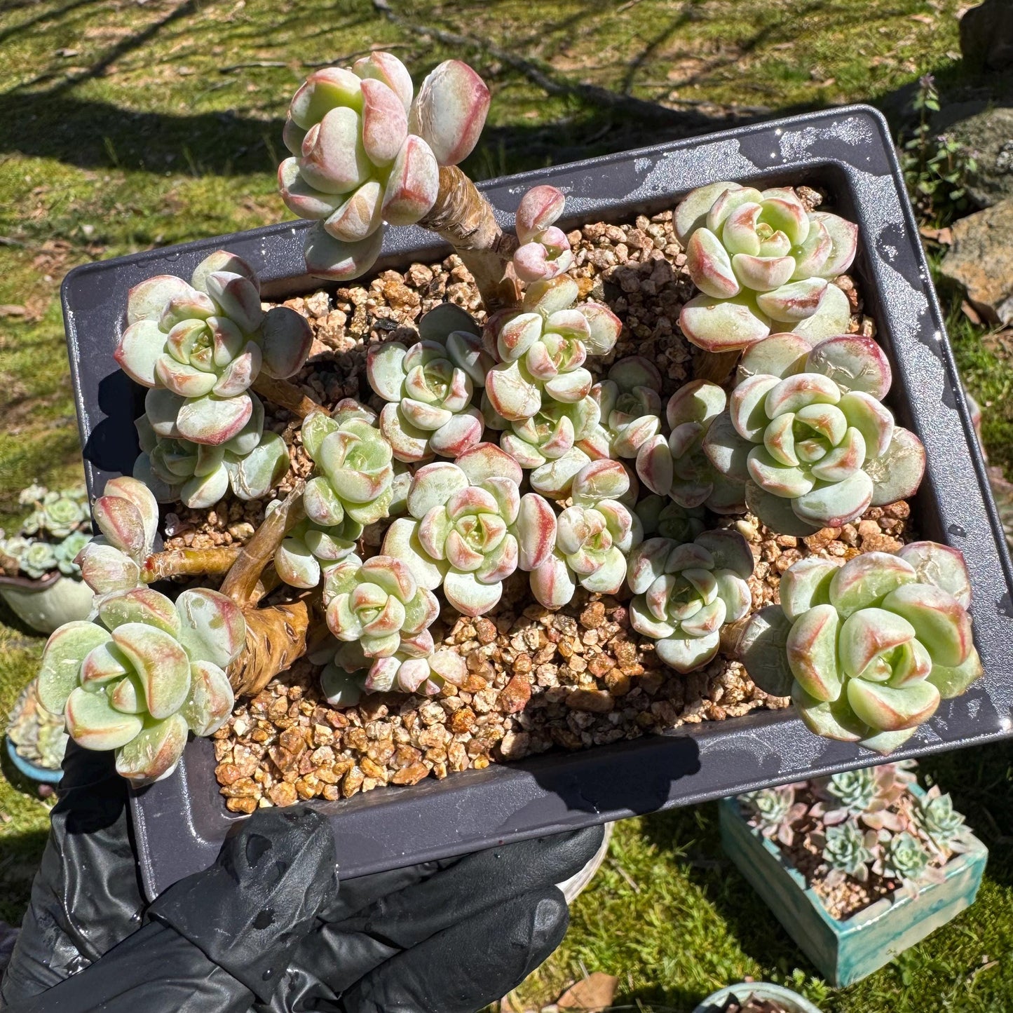 Rare succulents, Sedeveria 'Pudgye' cluster, 4.8inches