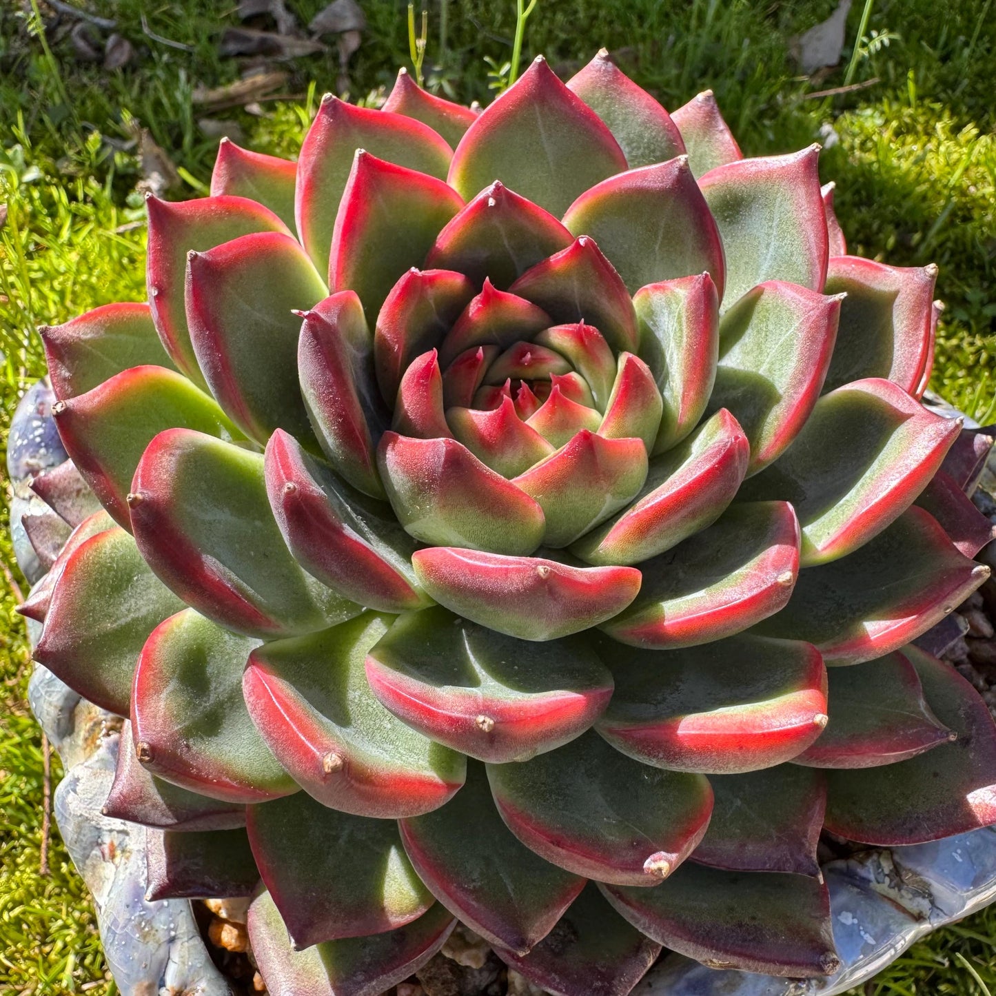 Rare succulents plants, Echeveria ‘Moonstone’ big single , 4.9inches