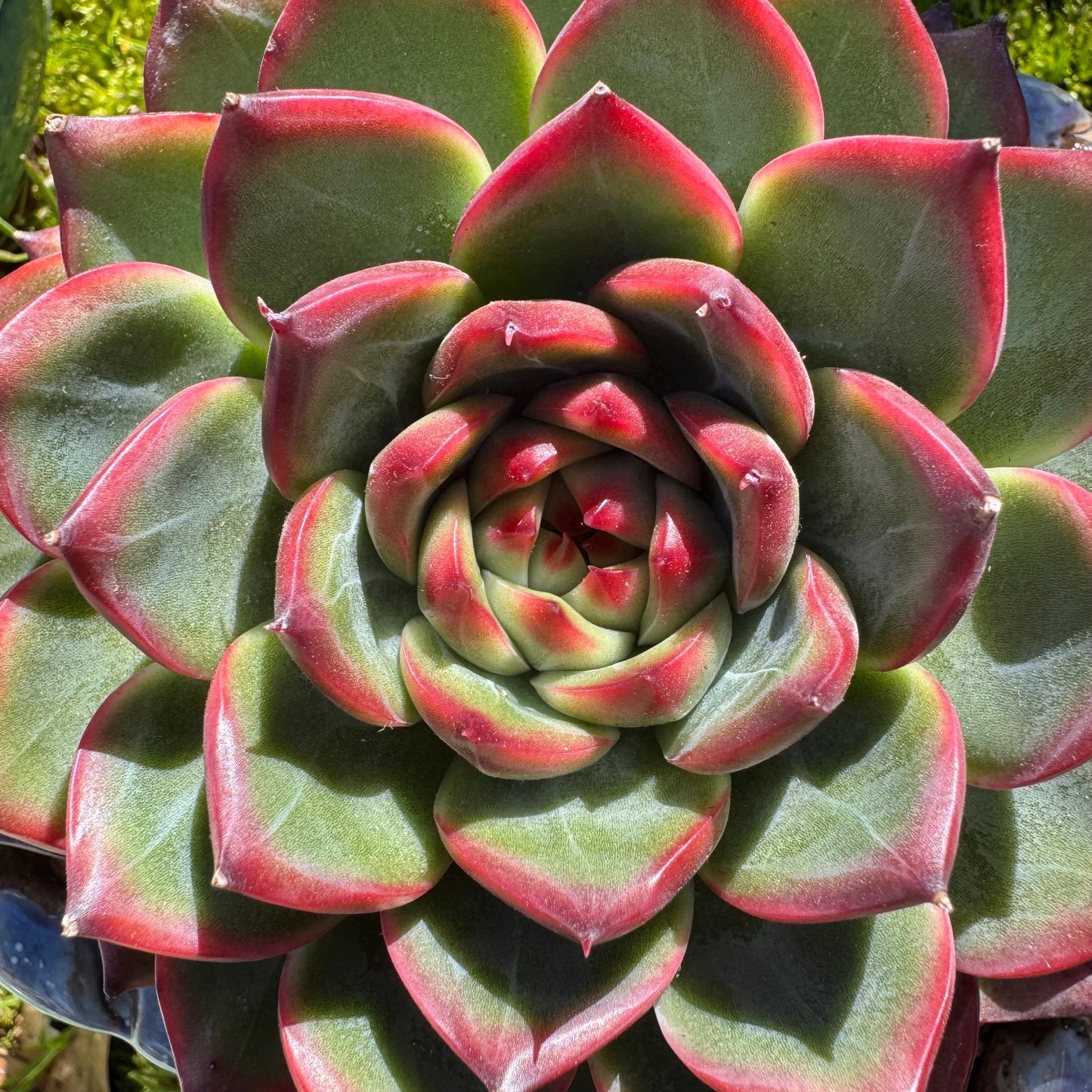 Rare succulents plants, Echeveria ‘Moonstone’ big single , 4.9inches