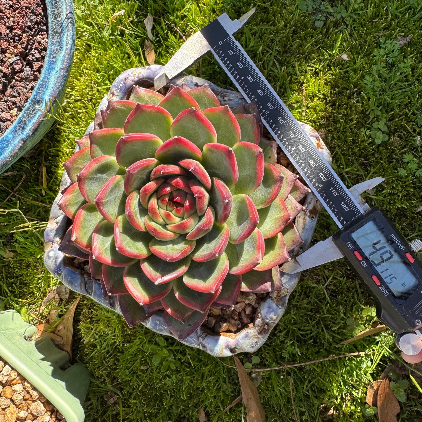 Rare succulents plants, Echeveria ‘Moonstone’ big single , 4.9inches