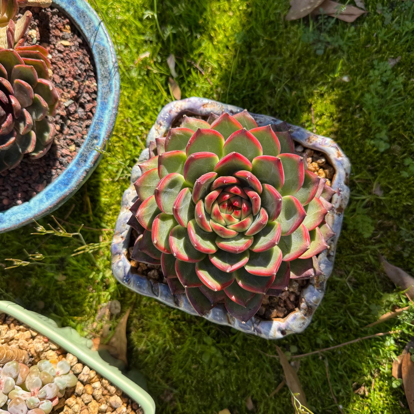 Rare succulents plants, Echeveria ‘Moonstone’ big single , 4.9inches
