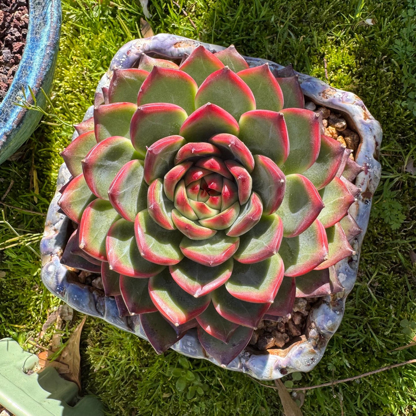 Rare succulents plants, Echeveria ‘Moonstone’ big single , 4.9inches