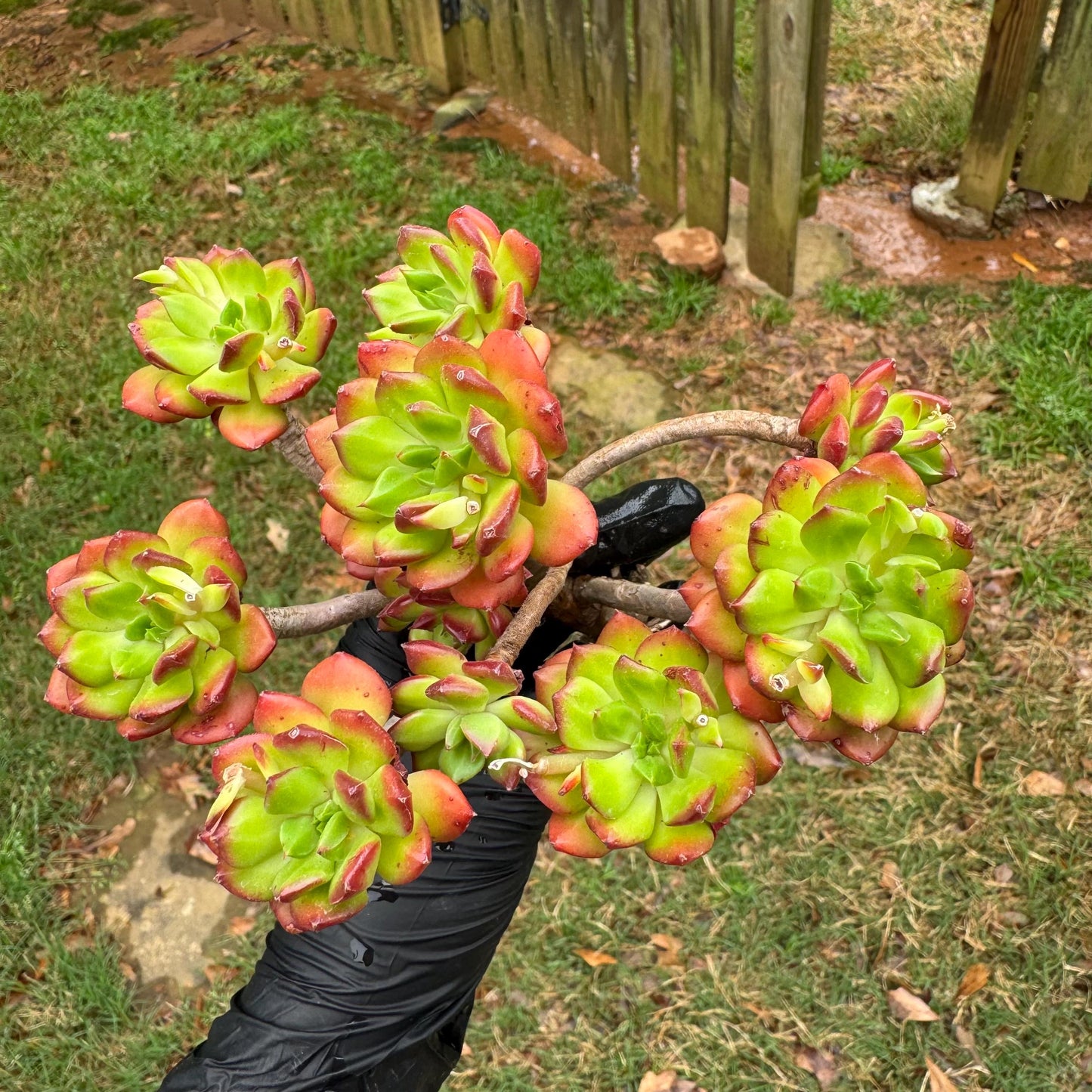 New succulents, Echeveria 'red lantern' cluster, 3.6inches