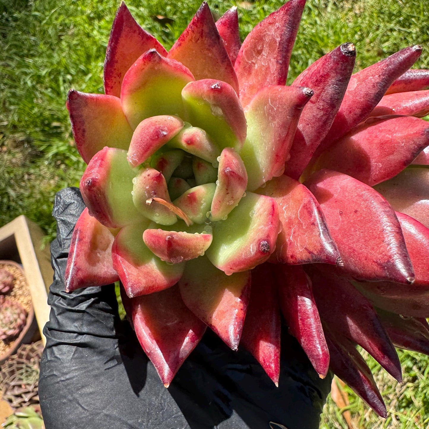New succulents plants, Echeveria 'agavoides hybrid' , 4.3inches