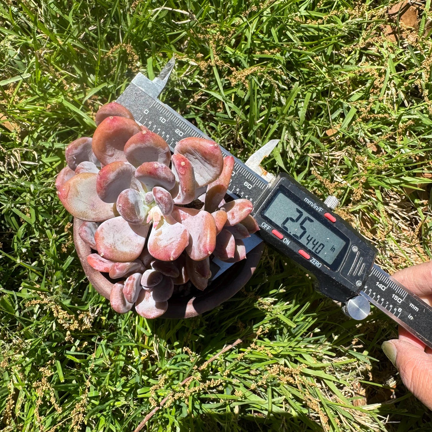 New succulents, Echeveri' Mexican beauty hybrid' cluster, 2.5inches