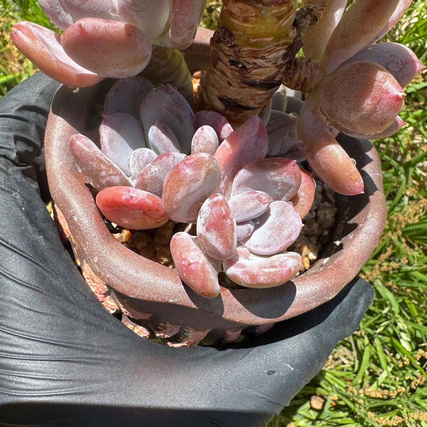 New succulents, Echeveri' Mexican beauty hybrid' cluster, 2.5inches