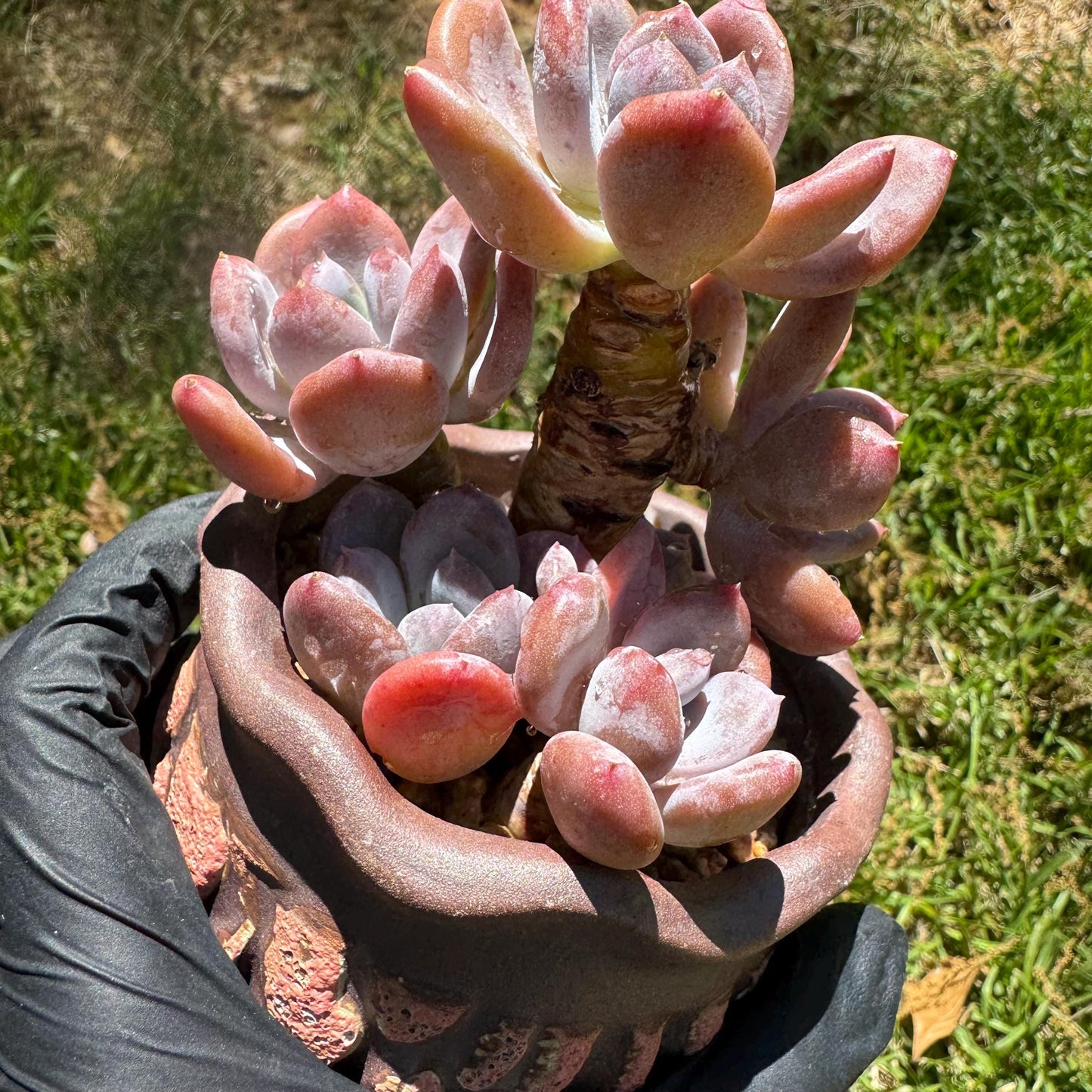 New succulents, Echeveri' Mexican beauty hybrid' cluster, 2.5inches