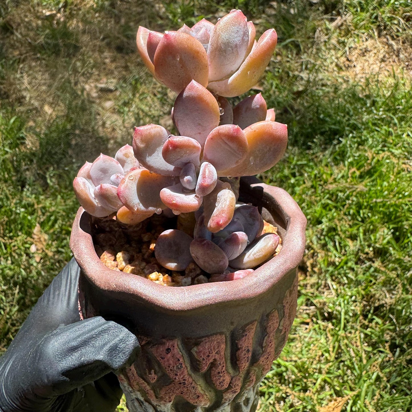 New succulents, Echeveri' Mexican beauty hybrid' cluster, 2.5inches