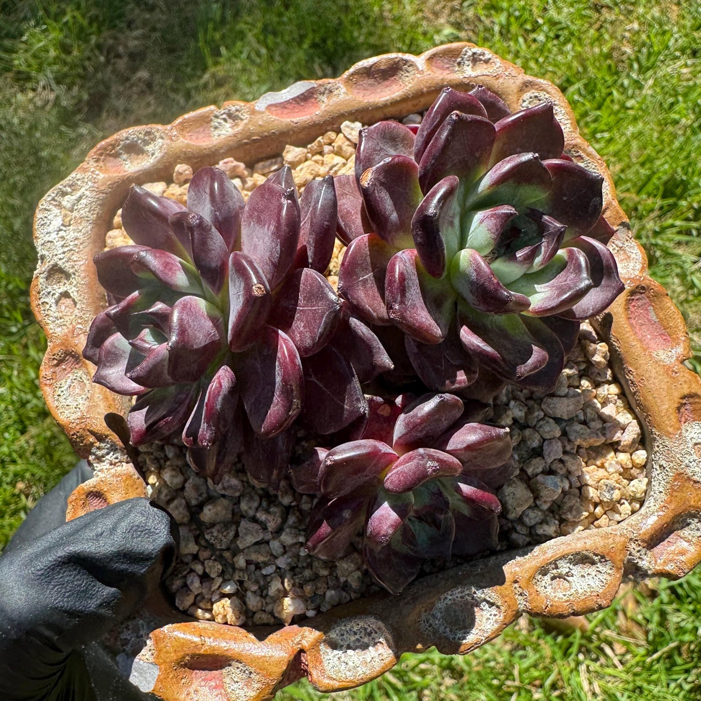 New succulents plants, Echeveri'purple fog’ , 3.5inches
