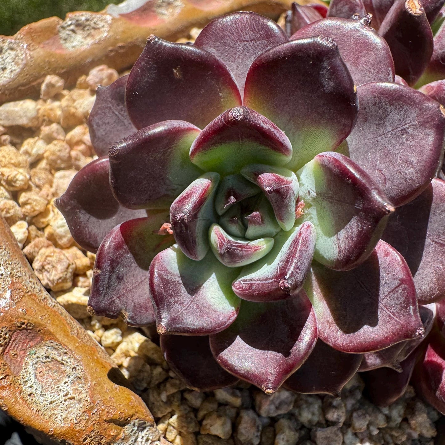 New succulents plants, Echeveri'purple fog’ , 3.5inches