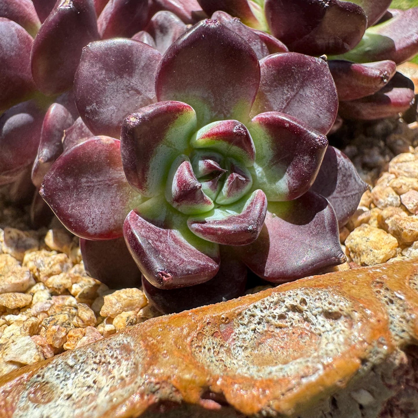 New succulents plants, Echeveri'purple fog’ , 3.5inches