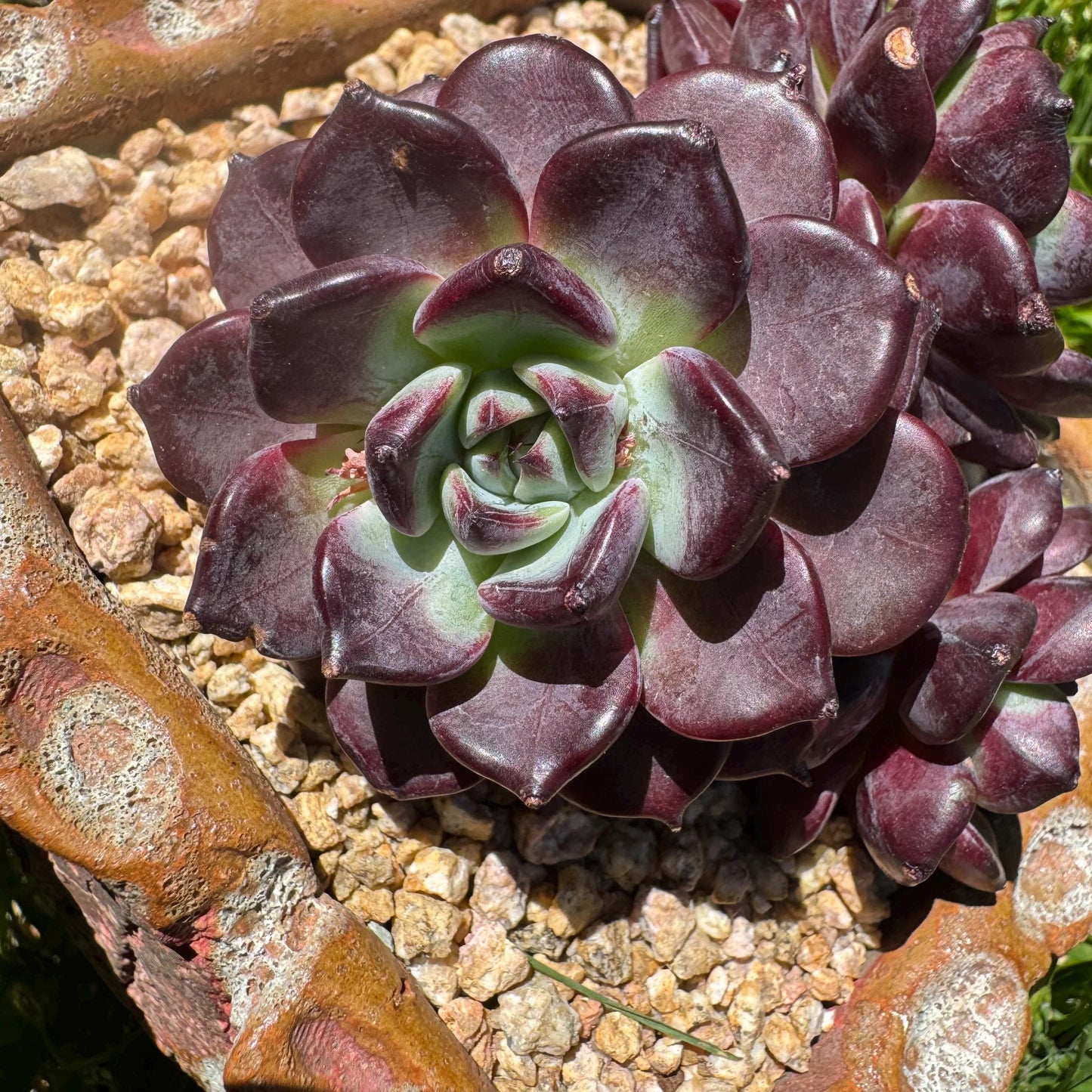 New succulents plants, Echeveri'purple fog’ , 3.5inches