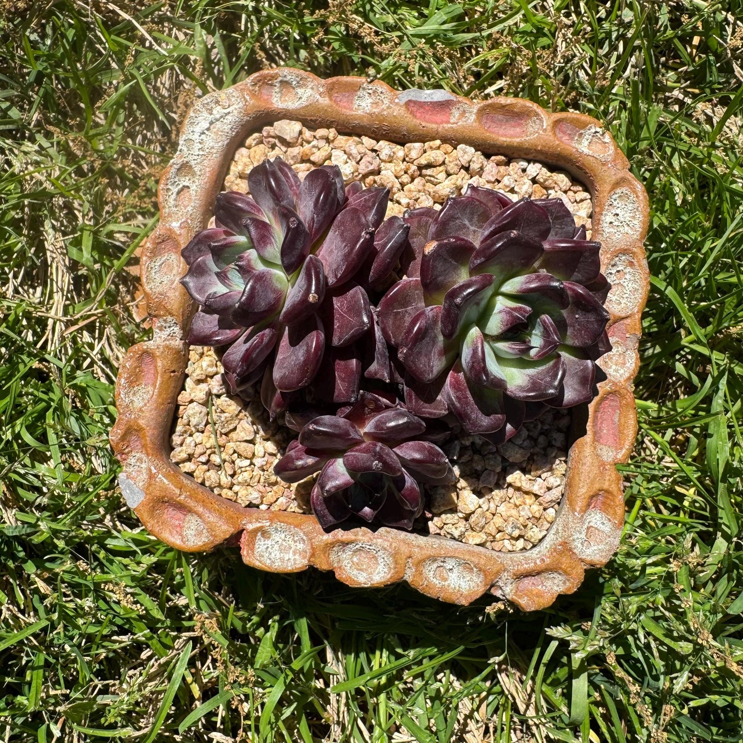 New succulents plants, Echeveri'purple fog’ , 3.5inches