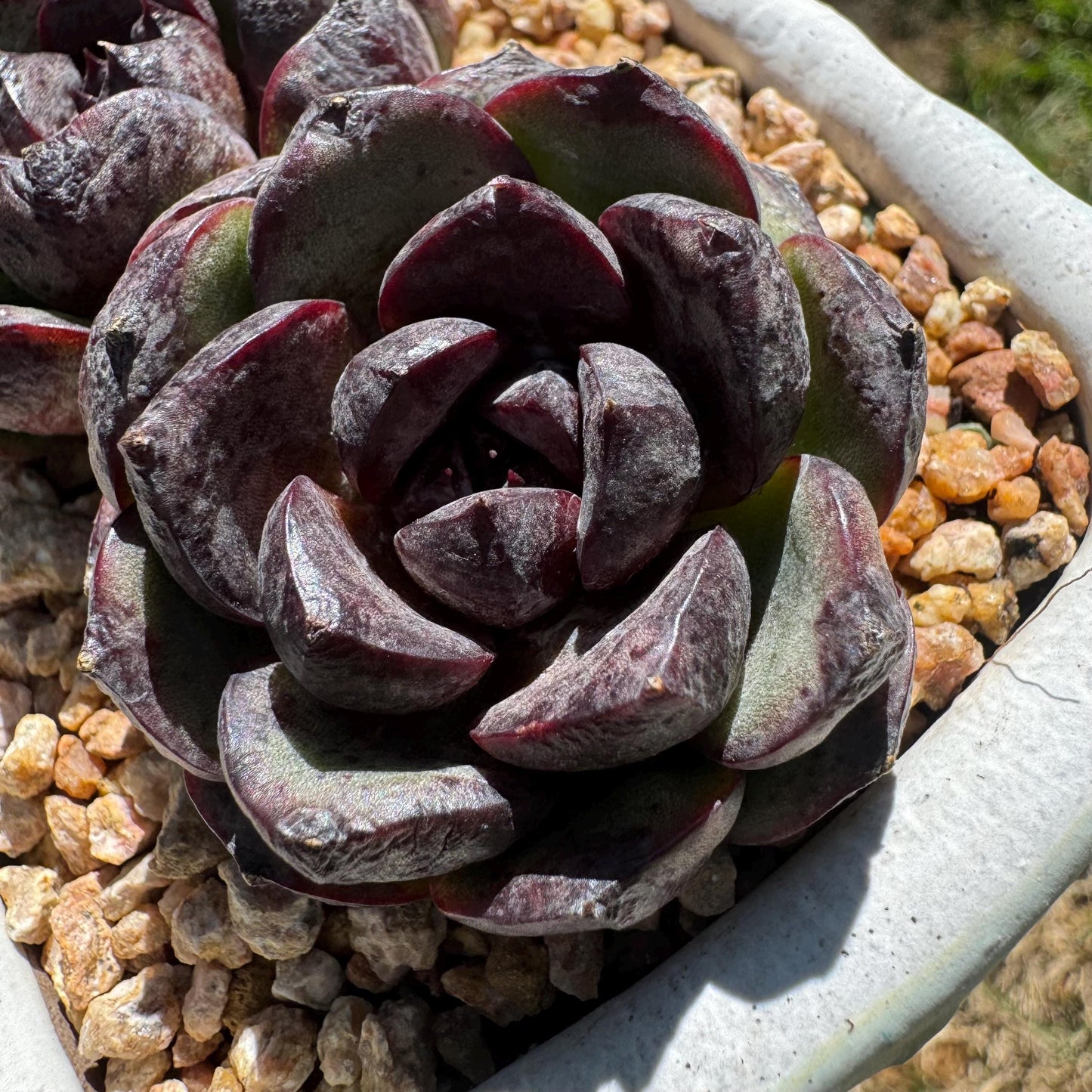 New succulents plants, Echeveria 'black crystal , small 2heads, 3inches
