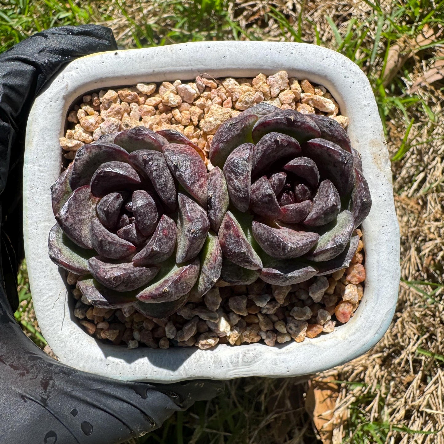 New succulents plants, Echeveria 'black crystal , small 2heads, 3inches