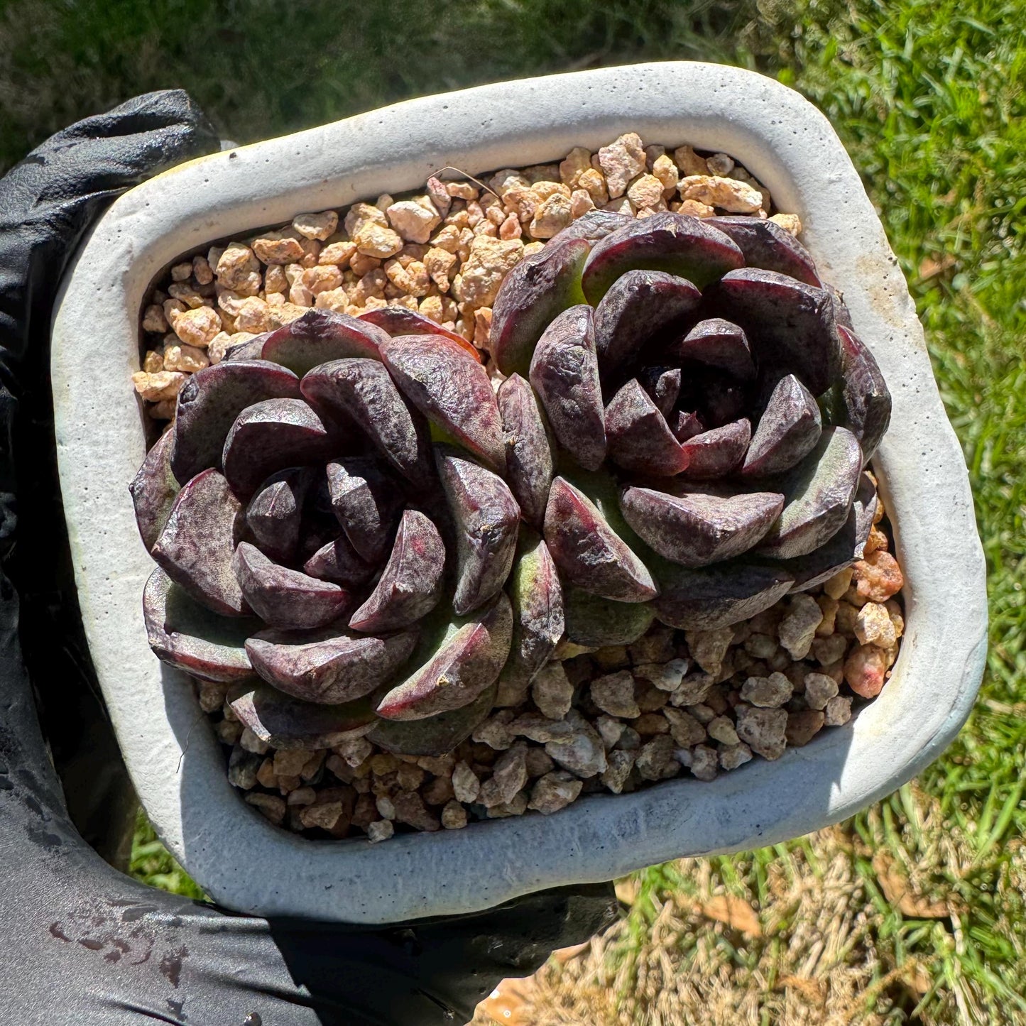 New succulents plants, Echeveria 'black crystal , small 2heads, 3inches