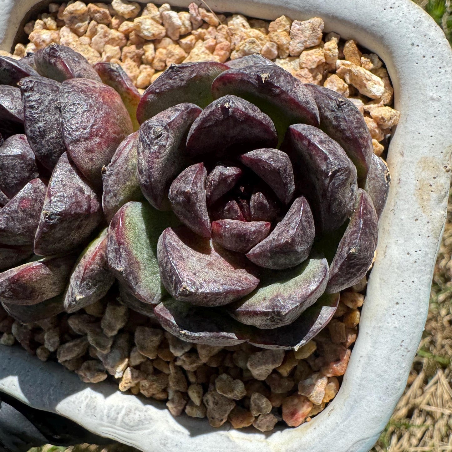 New succulents plants, Echeveria 'black crystal , small 2heads, 3inches